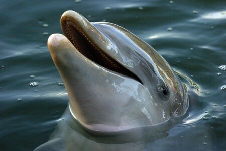 A dolphin smiles while swimming in the lagoon.の写真素材