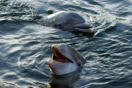 A dolphin smiles while swimming in a lagoon in Florida.の写真素材