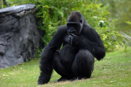 A black silverback gorilla from Africa sits on the grass thinking.