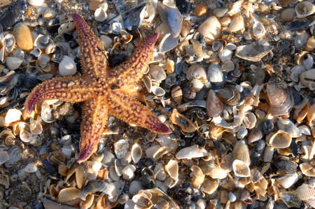 A sea star or star fish sits amongst shells on the beach