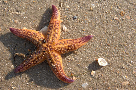 A sea star or star fish sits amongst shells on the beachの写真素材