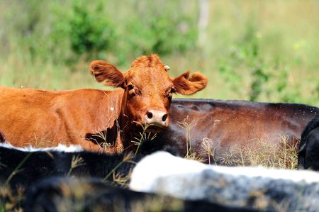Different coloured cows stand in green grass.