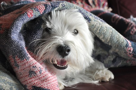 A little white dog is peers out from under a blanket. の写真素材