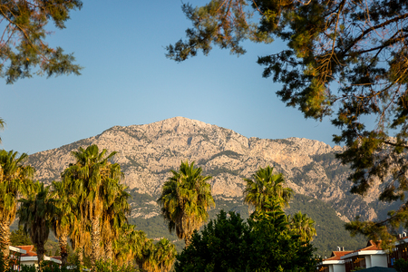 Palms and mountains.の写真素材