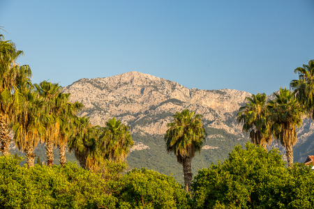 Palms and mountains.の写真素材