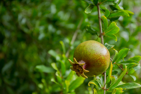 Fruits of pomegranate on a branch.の写真素材