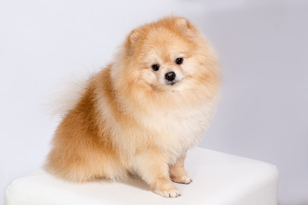 Pomeranian Pomeranian on a white background.の写真素材