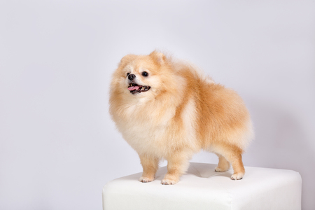 Pomeranian Pomeranian on a white background.の写真素材