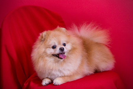 Pomeranian Pomeranian on a red background.の写真素材