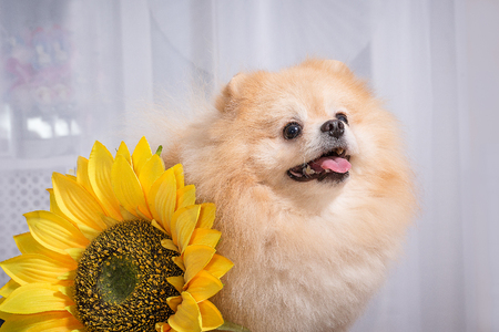 Pomeranian and sunflower.の写真素材