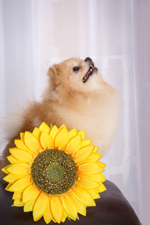 Pomeranian and sunflower.の写真素材