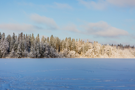 Winter forest in the sun on a frosty day.の写真素材