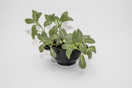 Flower with beautiful leaves in a pot on a white background.の写真素材