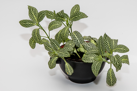 Flower with beautiful leaves in a pot on a white background.の写真素材