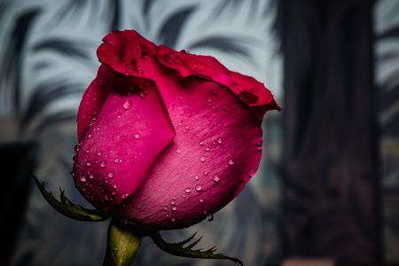 Rose flower with water droplets on a crystal platter.の写真素材