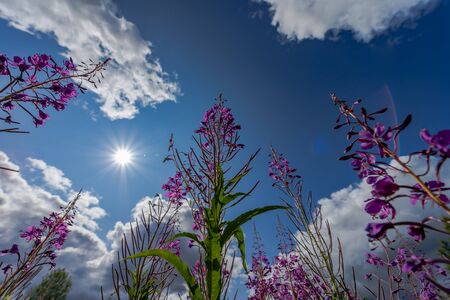 Beautiful field with wildflowers and bees. Ivan-tea grows in the meadow in summer.の写真素材