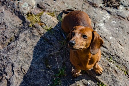 Dog breed Dachshund running around in the meadow. Beautiful grass and bright sun.の写真素材