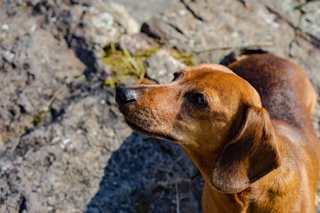 Dog breed Dachshund running around in the meadow. Beautiful grass and bright sun.の写真素材
