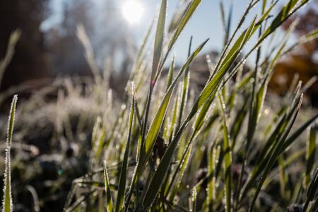 Autumn frost on the grass at dawn. Frost on the grass in the morning in the Park in Pavlovsk, Leningrad region.の写真素材