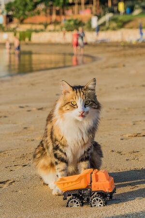 Beautiful cat on the beach with a toy car. Beautiful photo of a cat with a toy on a sandy beach in Cyprus.の写真素材