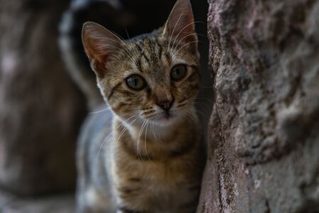 Curious kitten on a rock. Kitten hiding on a rock. Sly cat looks out from behind the stone.の写真素材