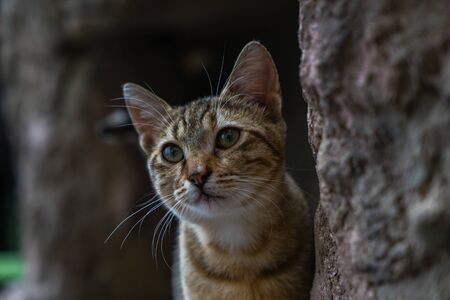Curious kitten on a rock. Kitten hiding on a rock. Sly cat looks out from behind the stone.の写真素材