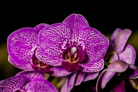 Photo of beautiful flowers with a dedicated place for text. Greeting card for your girlfriend. Valentine's Day. Loveの写真素材