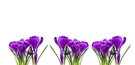 Crocus flower in spring on a white isolated background.の写真素材
