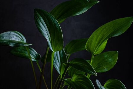 Leaves of a houseplant on a dark background. Background of green leaves on a black background.の写真素材