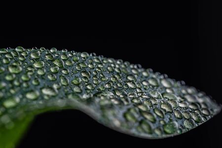 Water drops after rain on a green leaf. Close up. Macro.