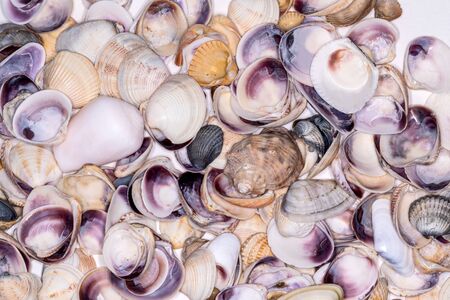 Beautiful bright shells
