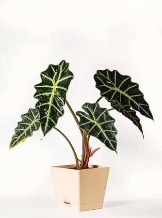 Exotic houseplant "Alocasia Polly" on a white background. Home flower in a pot with beautiful and large leaves.の写真素材