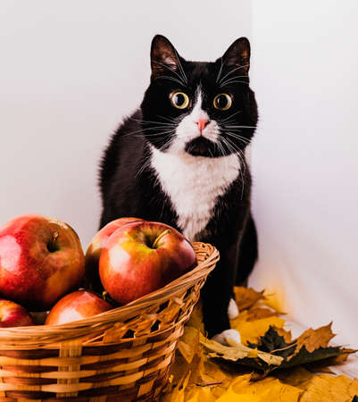Red and ripe apples in a wicker basket with maple leaves and a black and white cat beautiful with big eyes.の写真素材