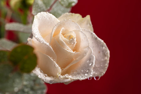 Close-up of a blooming white rose Bud with water drops.の写真素材