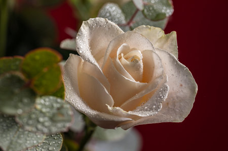 Gorgeous white rose with water drops close-up.の写真素材