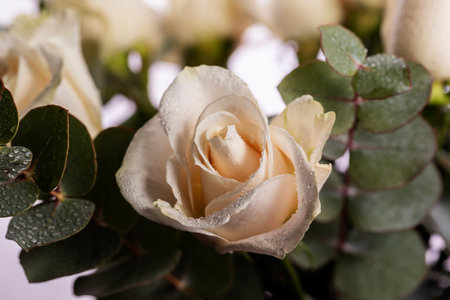 Close-up of a blooming white rose Bud with water drops.の写真素材