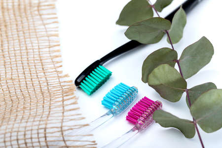 Toothbrushes of different colors and a branch of eucalyptus on a white background.