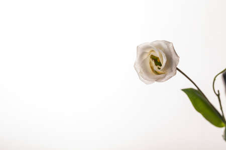 A beautiful fresh rose bud on a white background with space for text highlighted.の写真素材