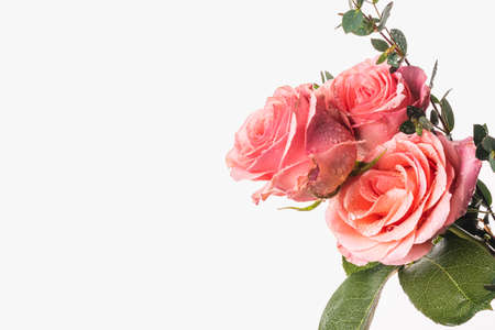 Beautiful roses with water drops and green leaves on a white background.の写真素材