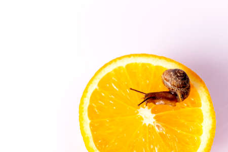 A small beautiful snail crawls on an orange on a white background.の写真素材