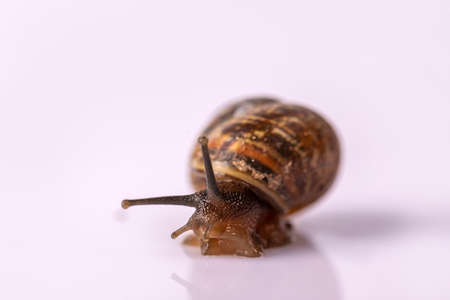 Beautiful snail close-up.