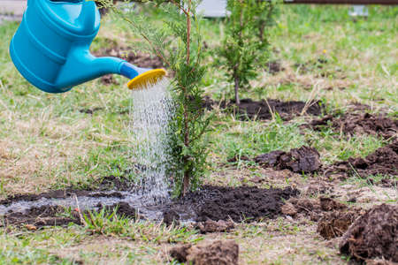The gardener waters the planted thuja from a watering can.の写真素材