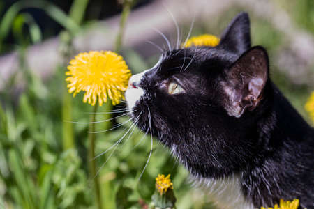 A magnificent cat in the meadow sniffs a yellow dandelion.の写真素材