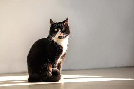 A funny cat sits in a beam of light and looks directly into the camera.の写真素材