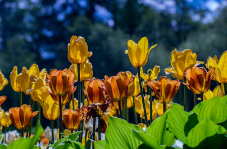 Beautiful tulips in the sun in the foreground.の写真素材