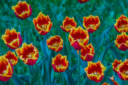 Beautiful scarlet tulips at the Tulip Festival in St. Petersburg, Russia. Top view.の写真素材