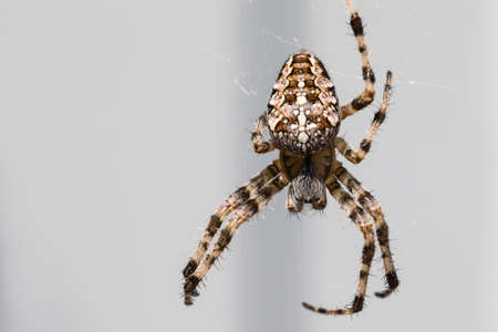 A spider weaves a web in close-up.の写真素材