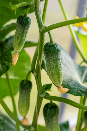 Fresh cucumbers hang on a branch among the leaves in the greenhouse.の写真素材