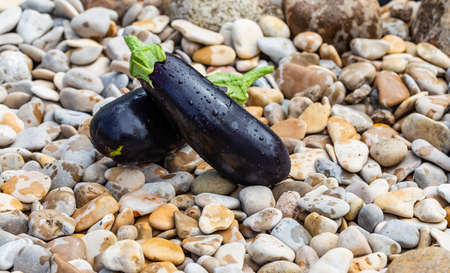 Two eggplants on sea pebbles with drops of water.の写真素材