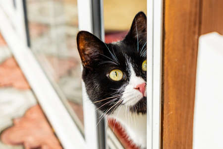 A sly black-and-white cat looks out from around the corner.の写真素材